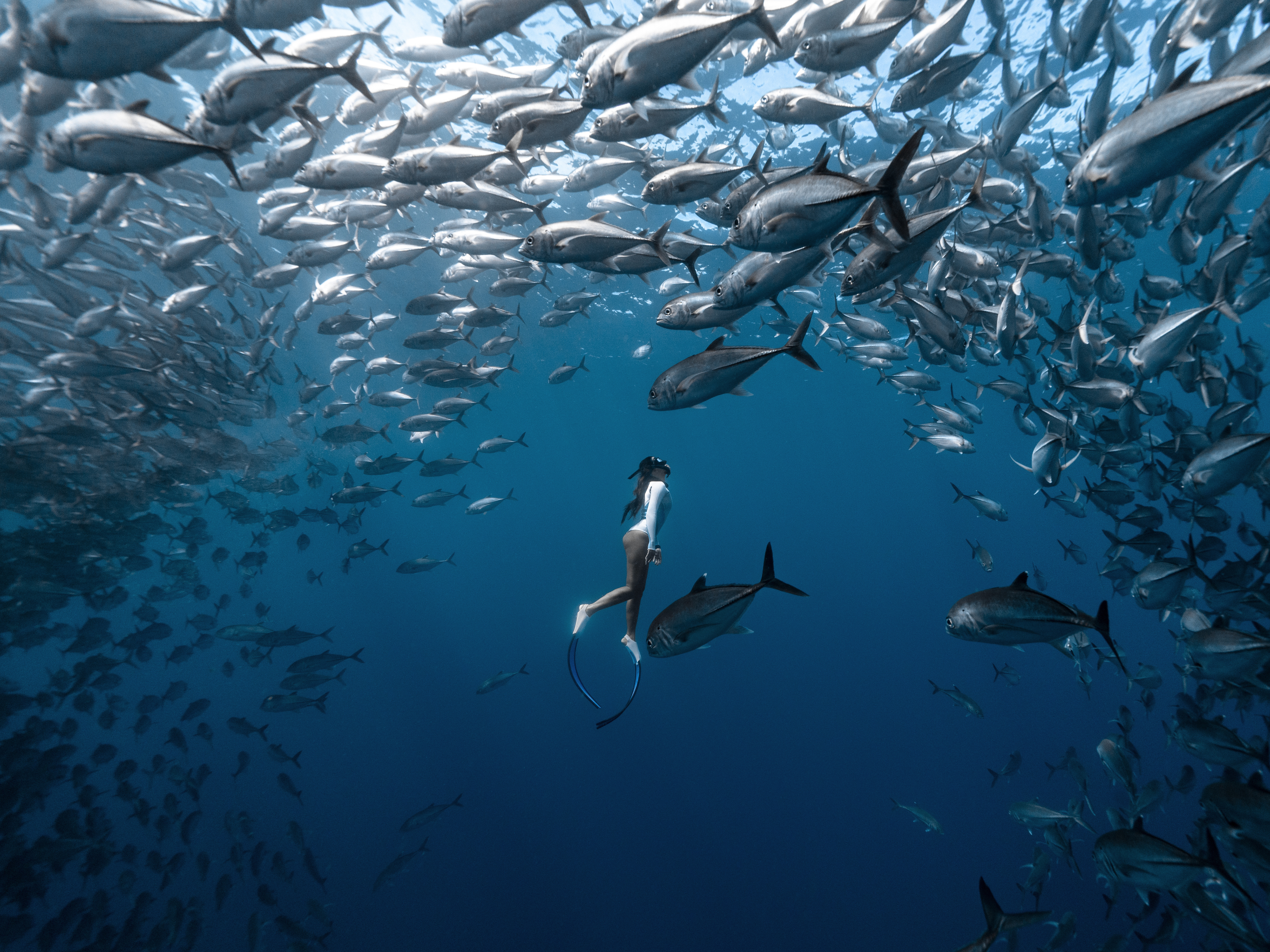 What Is Freediving?