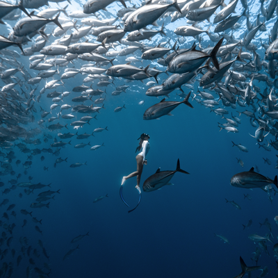 What Is Freediving?