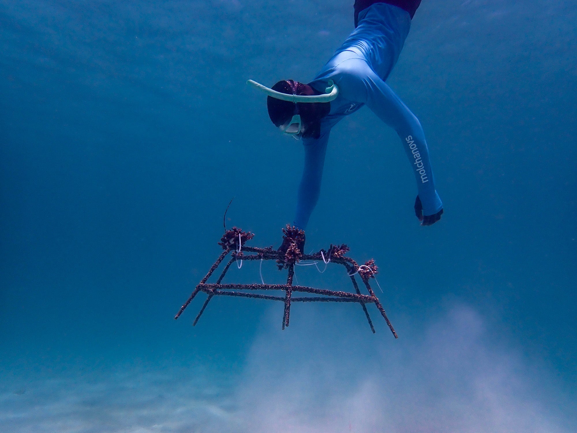 A REEFolution reef ranger restores his local coral reef, one fragment at a time