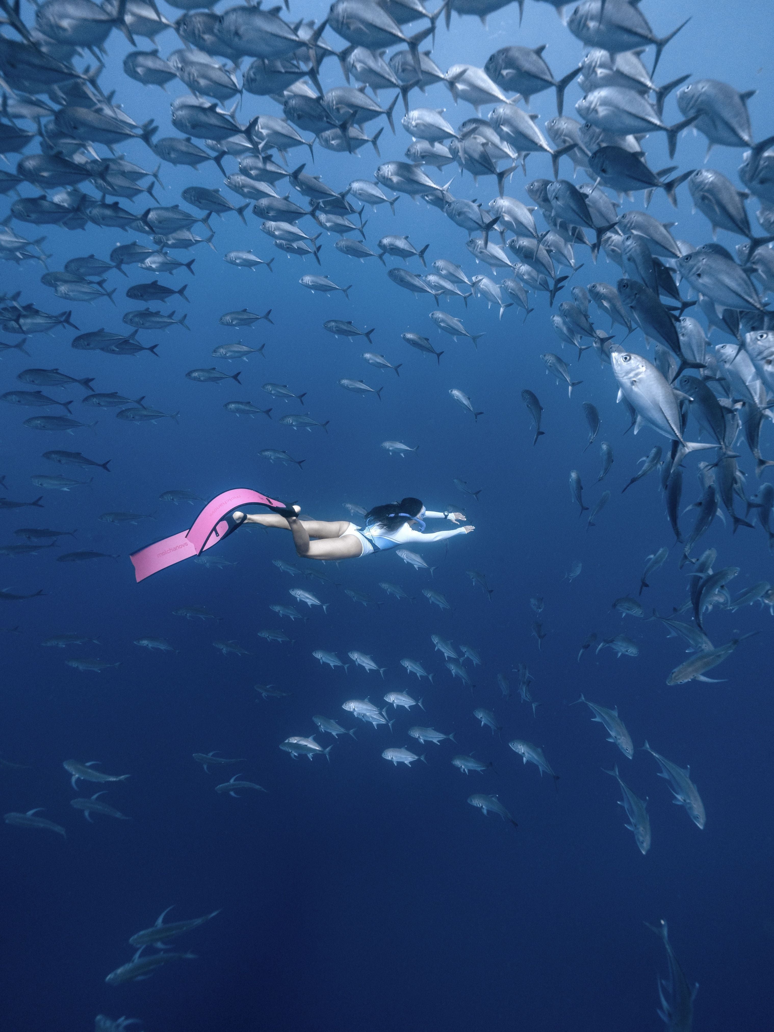 Freediver wearing Molchanovs SPORT Bifins 3 in pink gliding through a large school of fish in open blue water