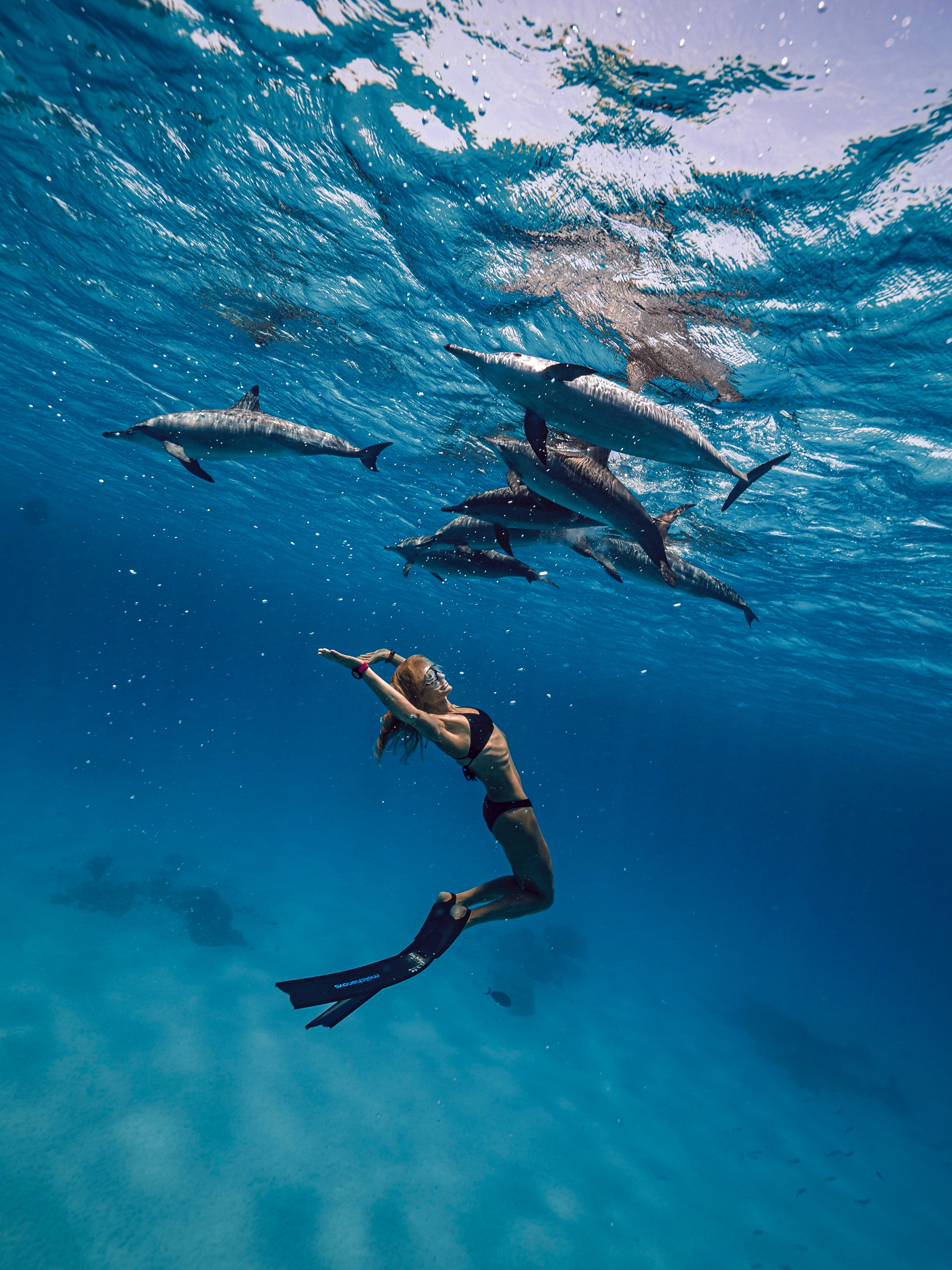 Freediver in dark Molchanovs fins swimming beneath a pod of dolphins in shallow turquoise water
